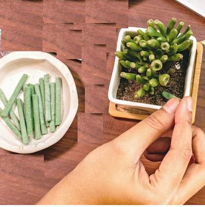 🌱✨ Plant Grow Fertilizer Sticks – Healthy Growth Made Easy 🌿🪴